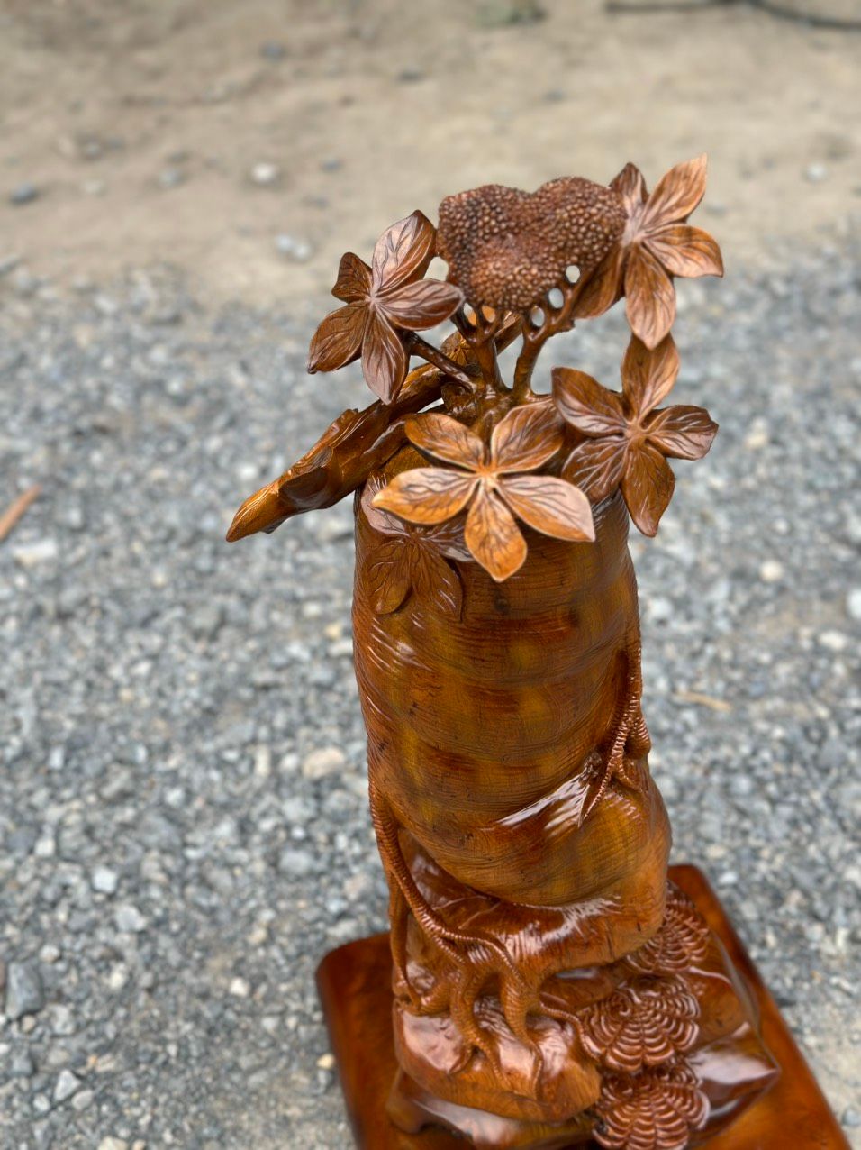 Củ Nhân Sâm Gỗ Bách Xanh Mộc Châu