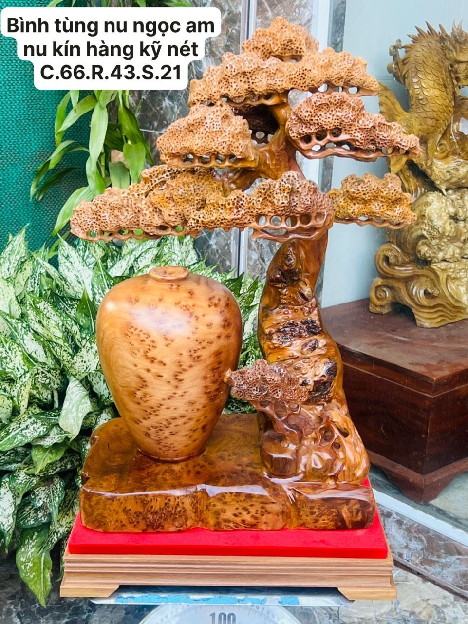 Bình Tùng Bonsai Gỗ Nu Ngọc Am Nu Kín Thơm