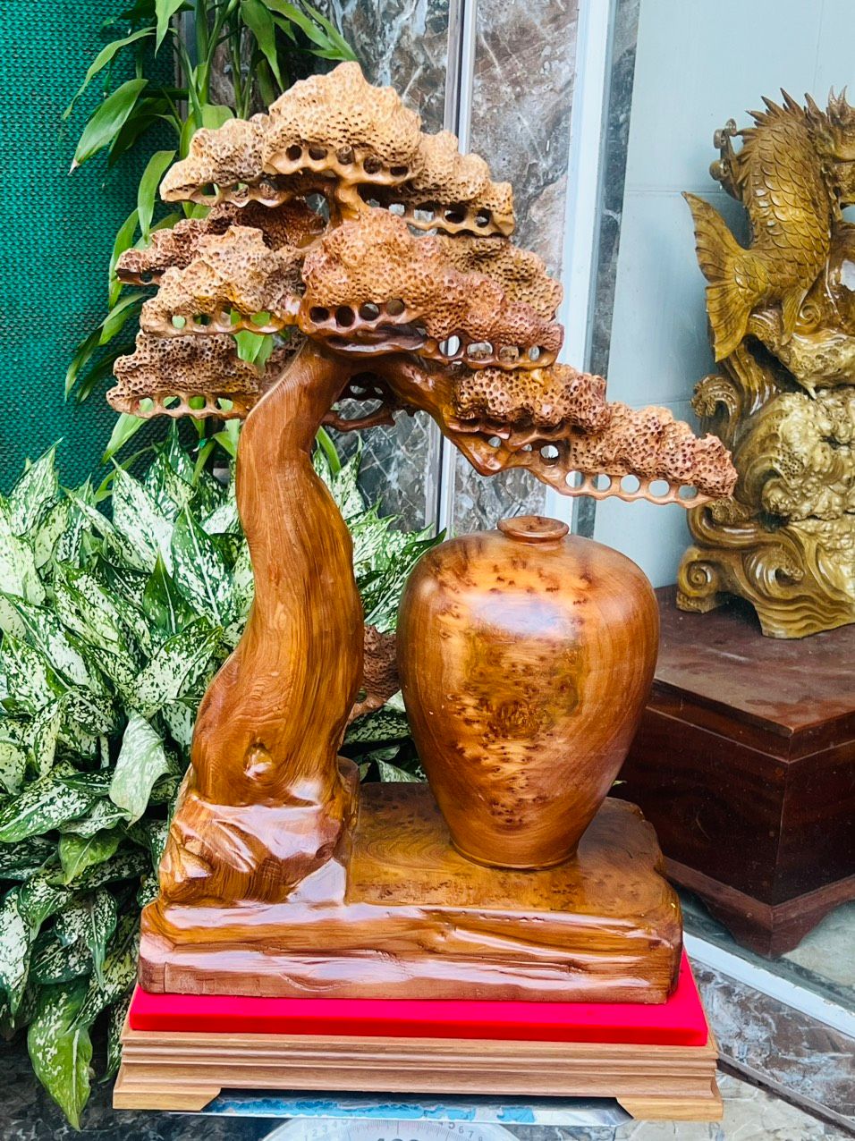 Bình Tùng Bonsai Gỗ Nu Ngọc Am Nu Kín Thơm