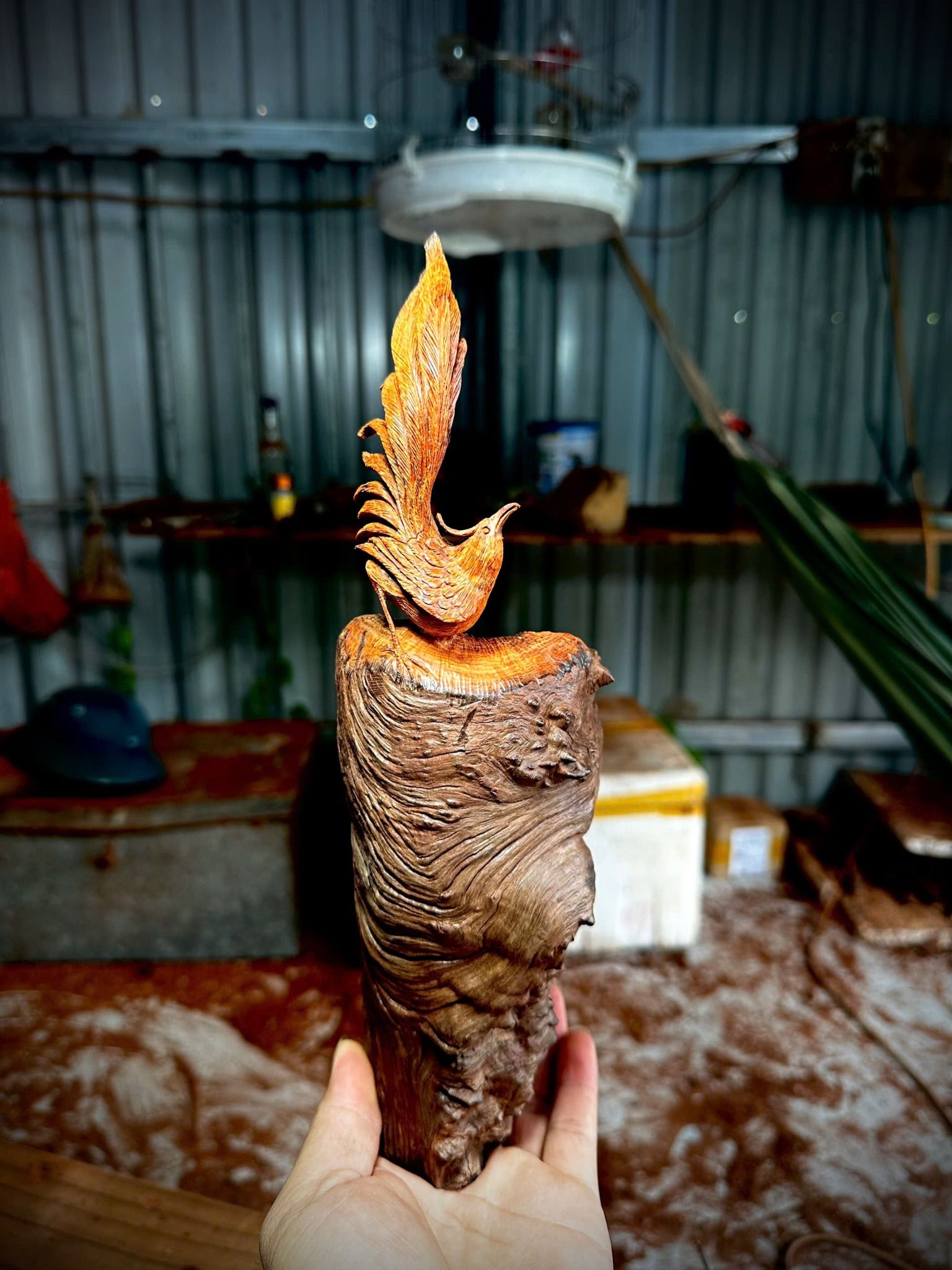 Nu Trắc Liền Khối