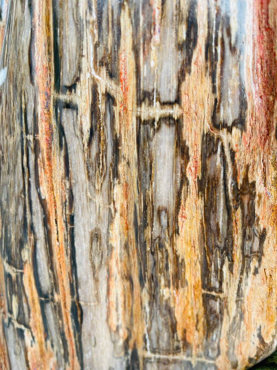 Cây Gỗ Hóa Thạch Đỏ Vàng Hiếm