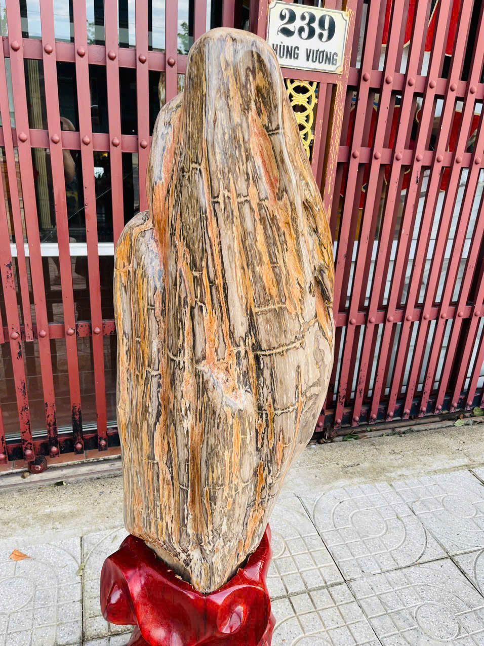 Cây Gỗ Hóa Thạch Đỏ Vàng Hiếm