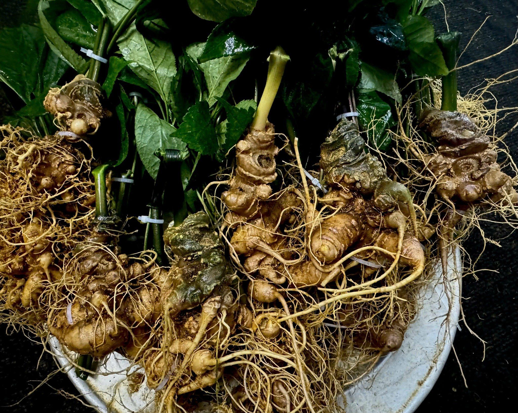 Vườn sâm già 15 năm tuổi