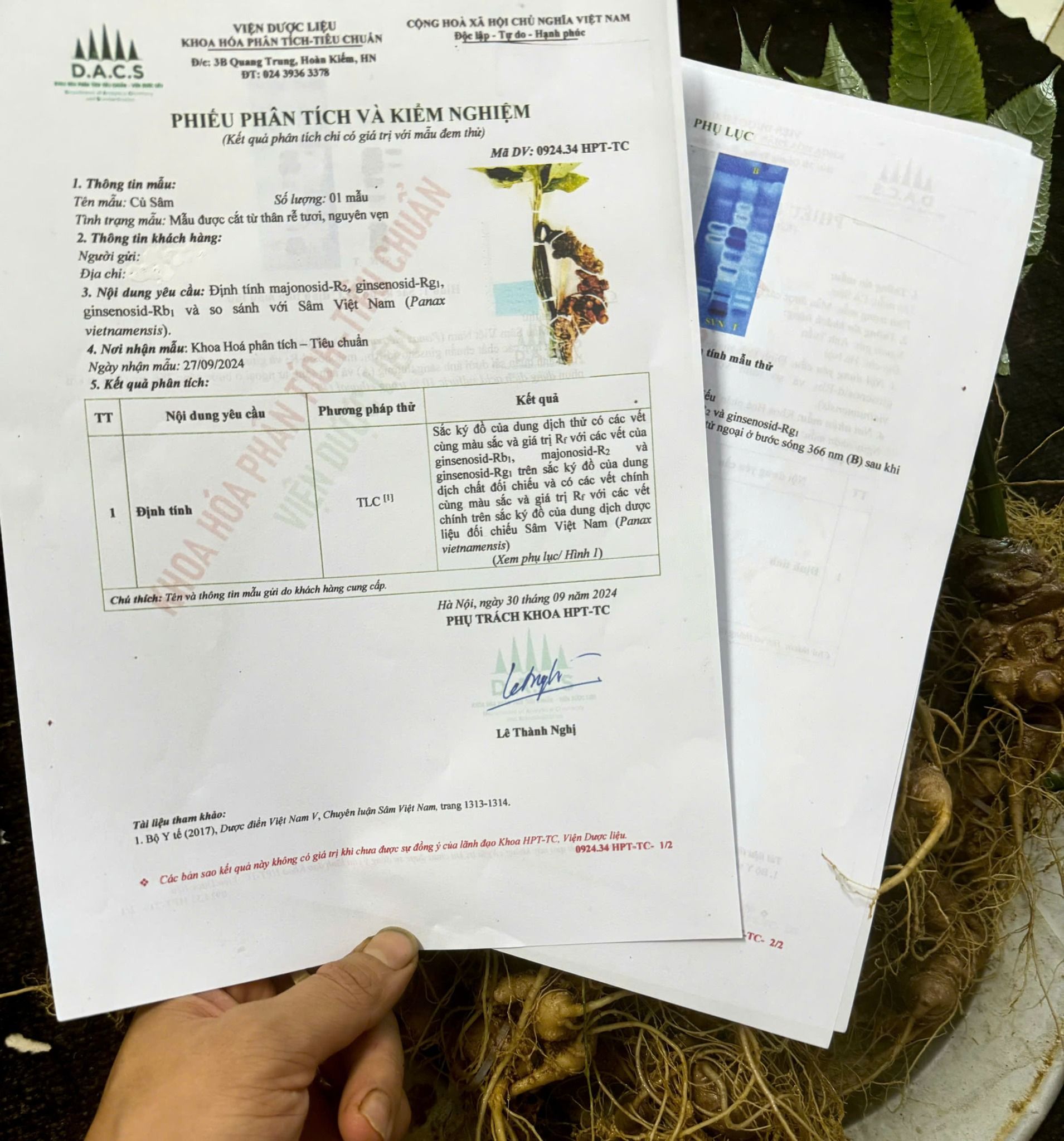 Vườn sâm già 15 năm tuổi