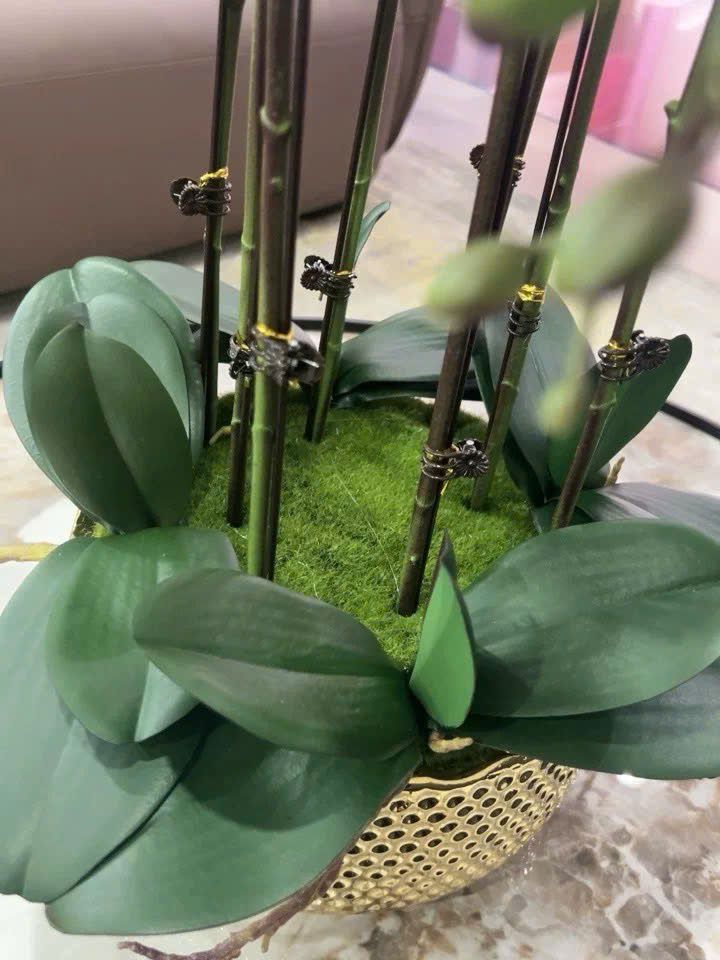 Chậu hoa lan hồ điệp