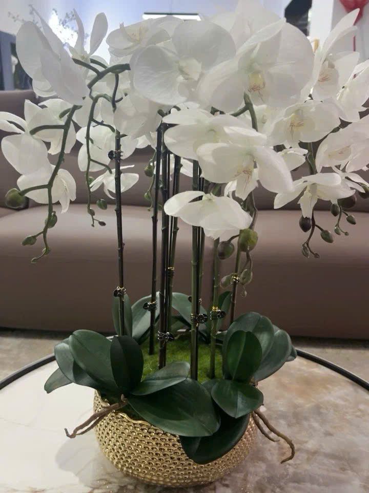 Chậu hoa lan hồ điệp