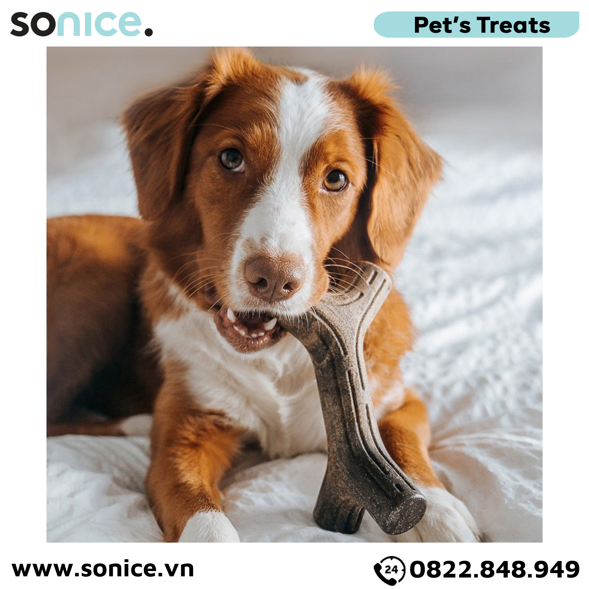 Xương gặm BENEBONE Bacon Stick Medium size cho chó <30kg - vị thịt xông khói SONICE.
