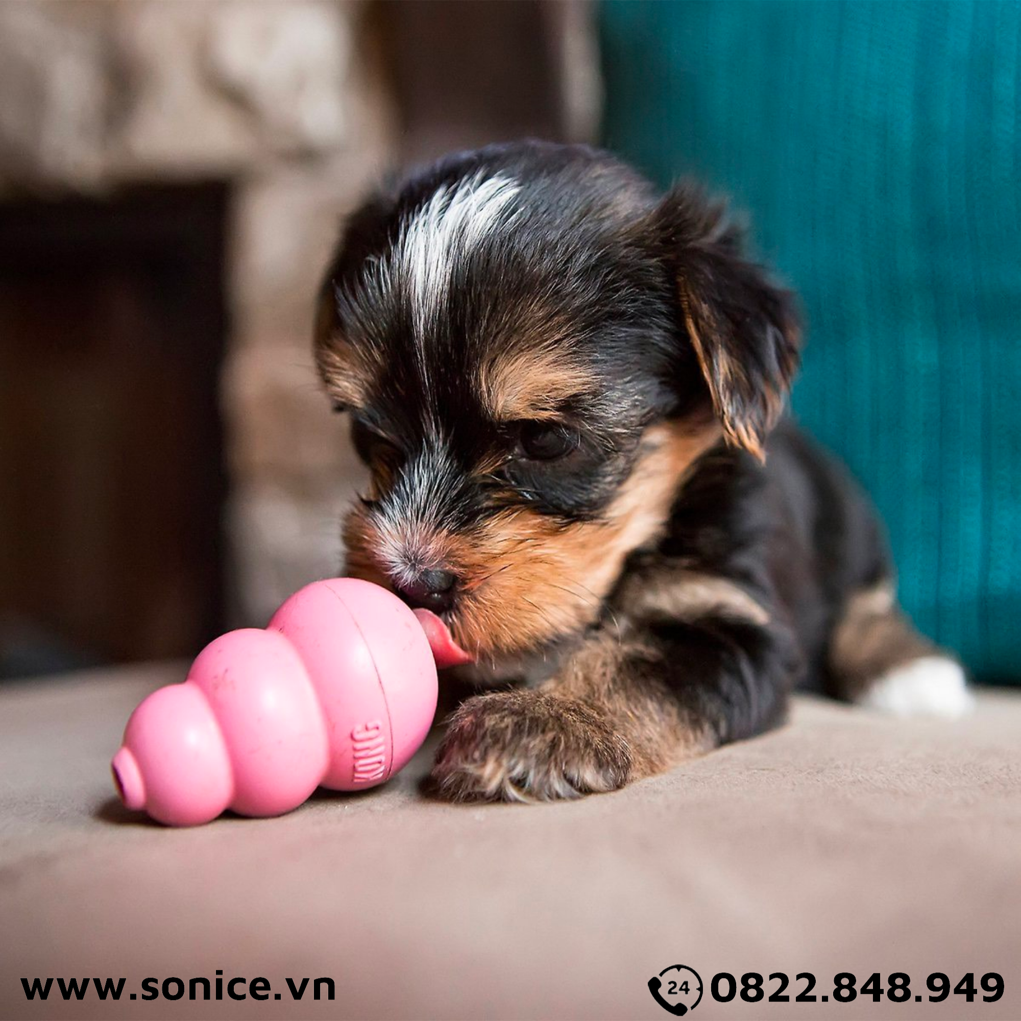 Đồ chơi Kong Puppy Toys Small Size - cho chó <9kg, có thể nhét treats SONICE.