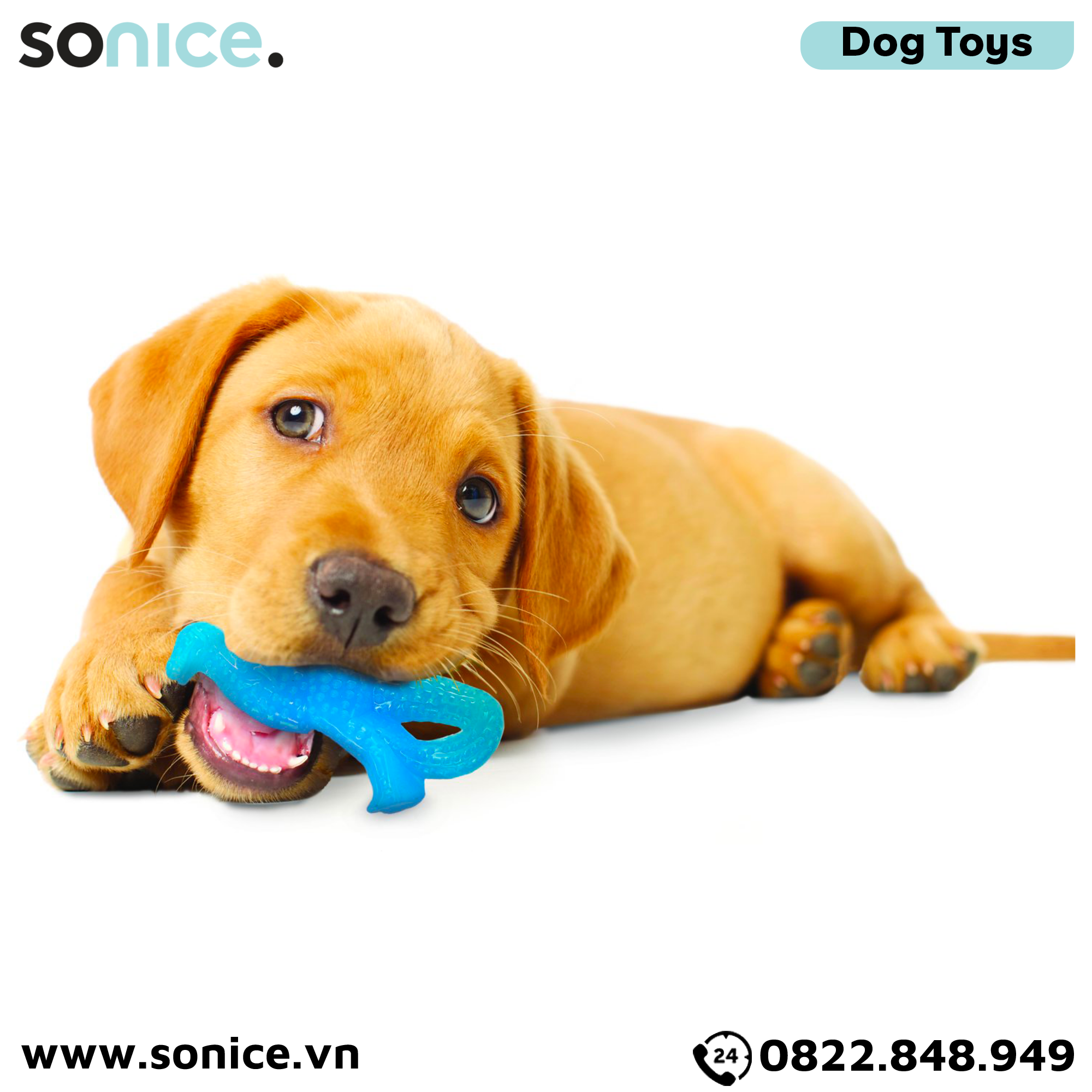 Đồ chơi Nylabone Teething Puppy Chew Toys - Con khủng long massage nướu, vệ sinh răng SONICE.