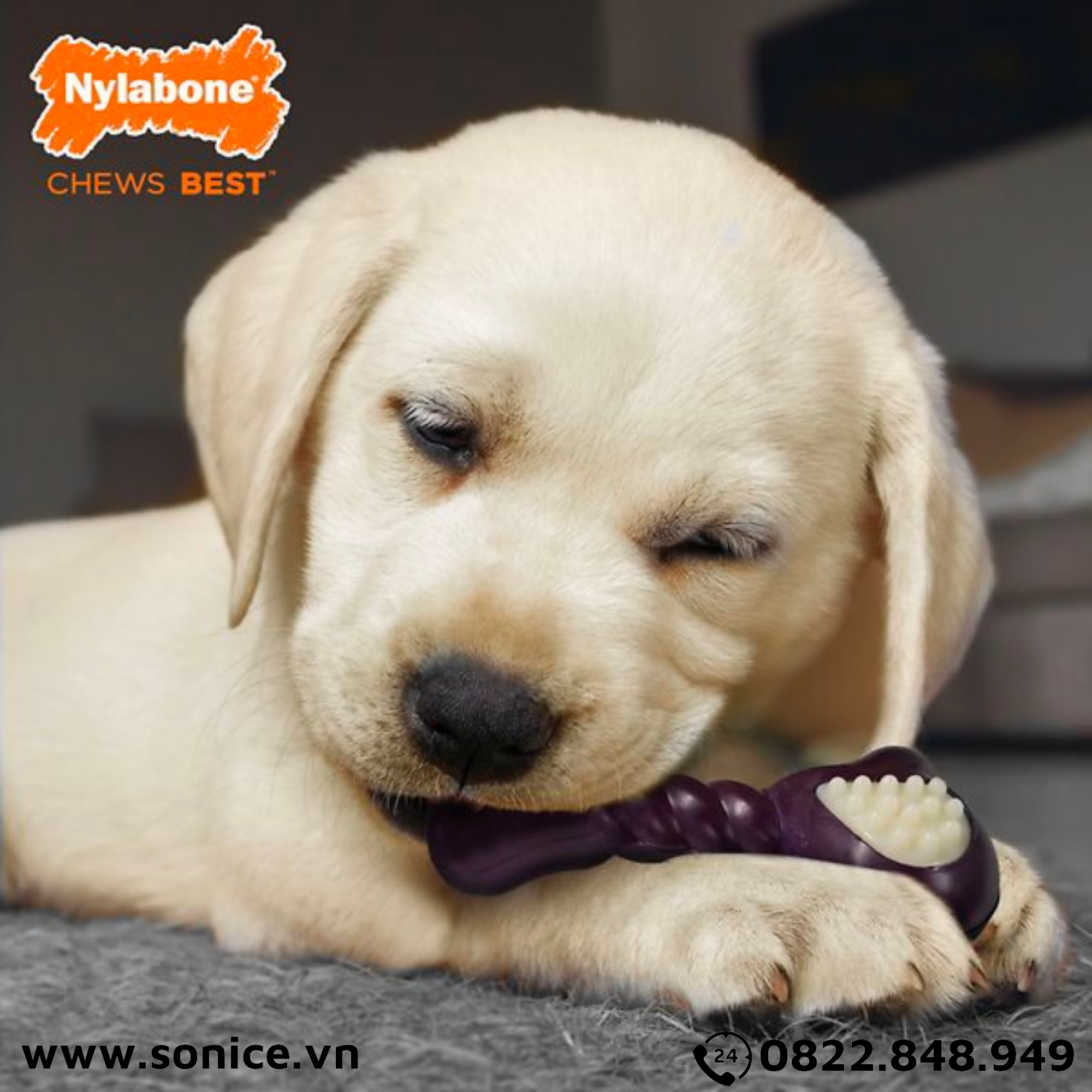 Đồ chơi Nylabone Dental Teething & Active Chewing Bacon Flavor Toys - Vị thịt xông khói, cho chó < 11kg SONICE.