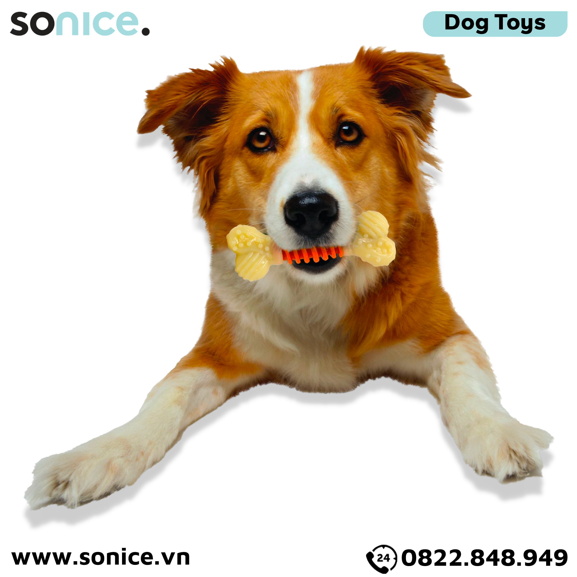 Đồ chơi Nylabone Dental Chews Plaque & Tartar Bacon Flavor Toys Large Size - Vị thịt xông khói, cho chó < 23kg SONICE.