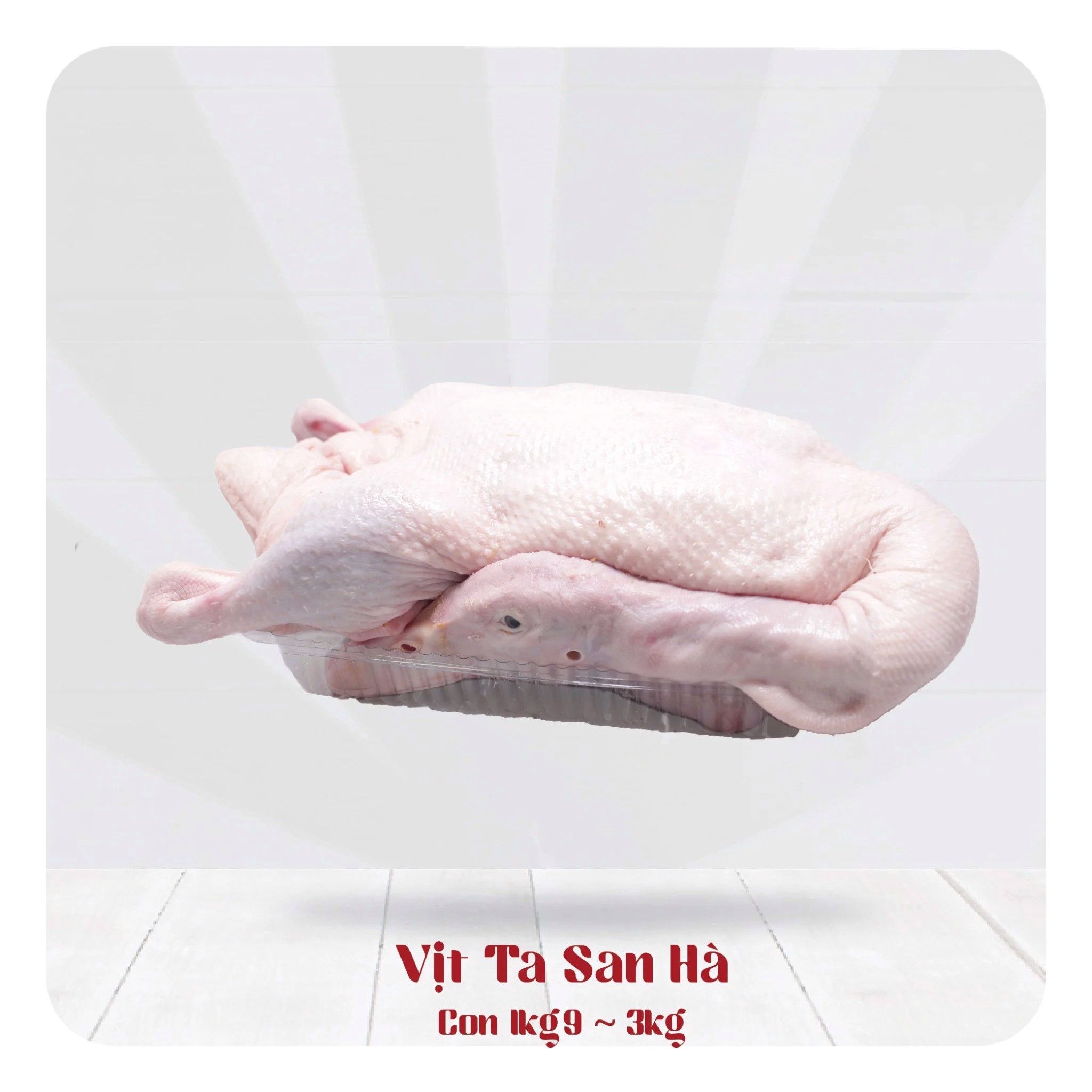 Vịt Ta San Hà