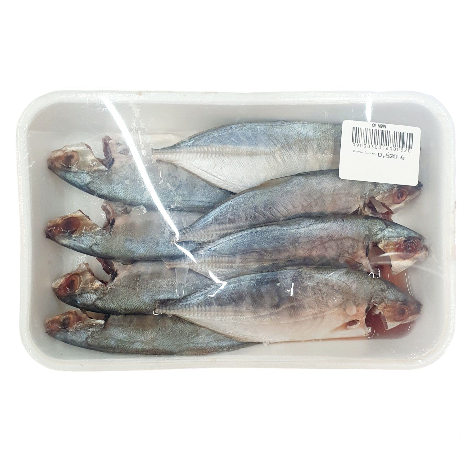  Cá Ngân (500G-600G) 