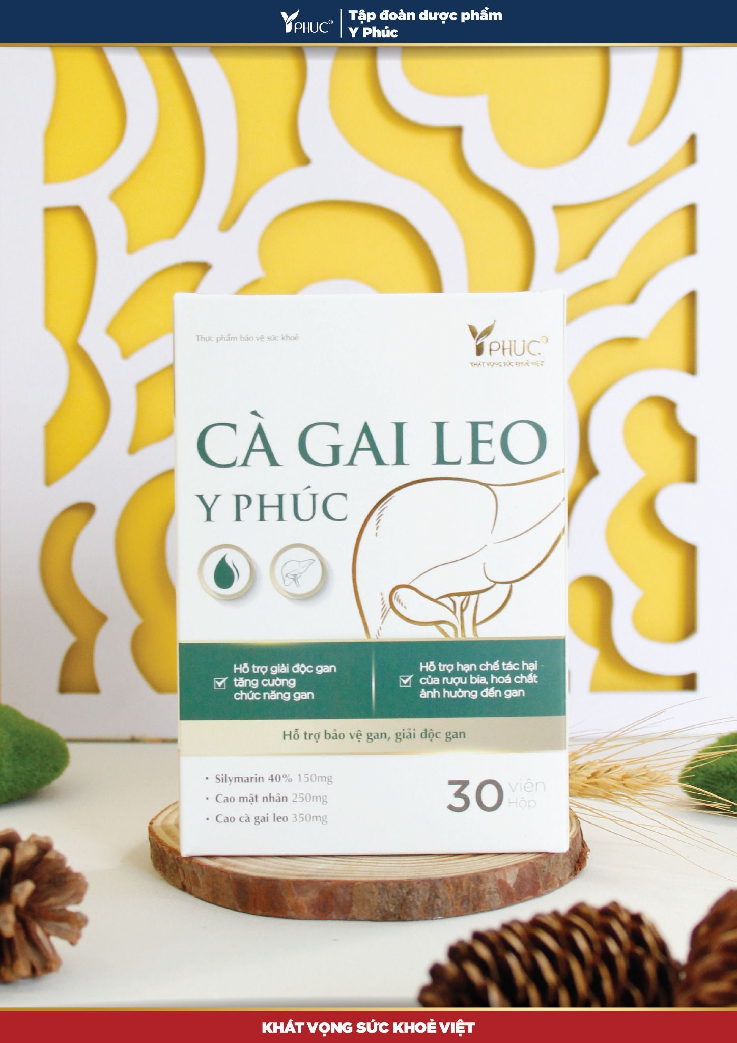 Cà gai leo Y Phúc