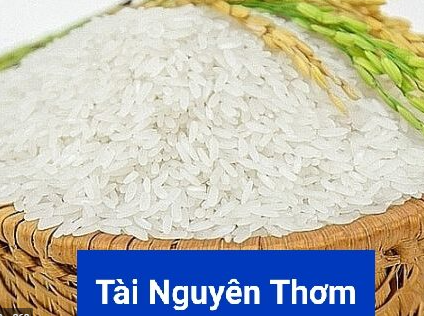 Fragrant Rice - Tài Nguyên Thơm
