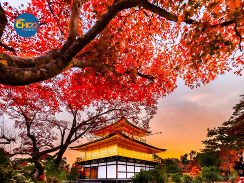 NHẬT BẢN | CUNG ĐƯỜNG VÀNG (Mùa thu)