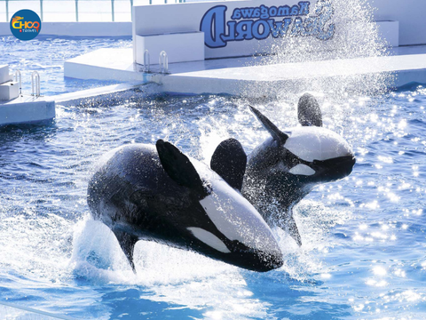 NHẬT BẢN | SÀI GÒN - CHIBA - PHÚ SĨ - TOKYO