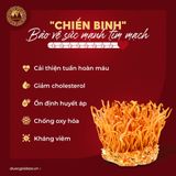 Đông Trùng Hạ Thảo Tươi