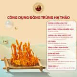 Cao Đông Trùng Hạ Thảo Hòa Tan