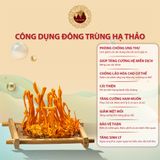 Đông Trùng Hạ Thảo Tươi