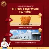 Trà Gừng Đông Trùng Hạ Thảo Túi Lọc