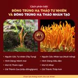 Rượu Ngâm Đông Trùng Hạ Thảo