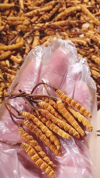 Đông trùng hạ thảo Tây Tạng tự nhiên size 50 con