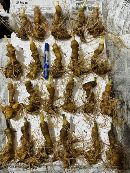 Giá tham khảo Sâm Ngọc Linh trồng đầu dài rễ tơ size nhỏ size 17-18-20 củ/kg