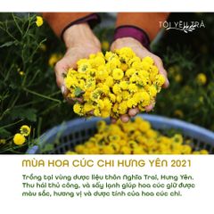 Trà Hoa Cúc Chi Hưng Yên Sấy Lạnh Chất Lượng Loại 1