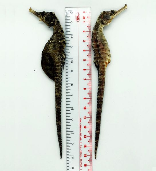  Cá Ngựa Khô Size 15cm 