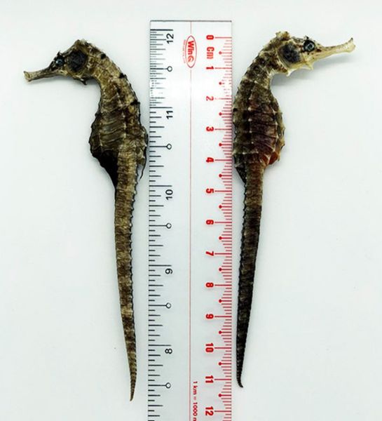  Cá Ngựa Khô Size 11cm 