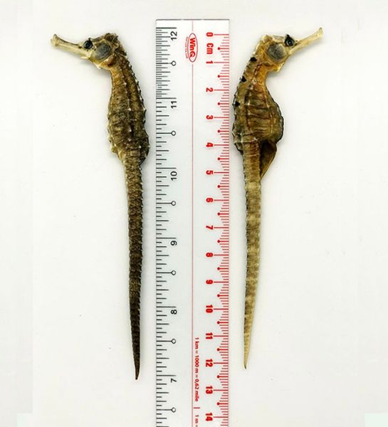  Cá Ngựa Khô Size 12cm 