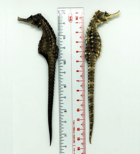  Cá Ngựa Khô Size 13cm 