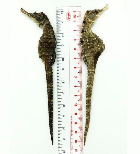  Cá Ngựa Khô Size 14cm 