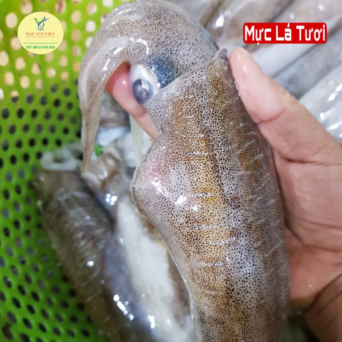  Mực Lá Tươi 1 (size 3-4c/kg) 