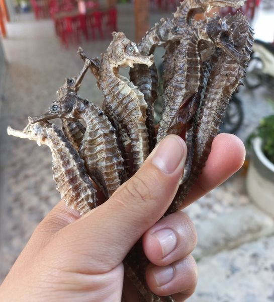  Cá Ngựa Khô Size 10cm 