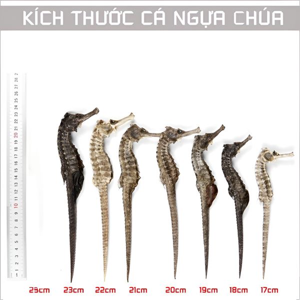  Cá Ngựa Khô Size 14cm 