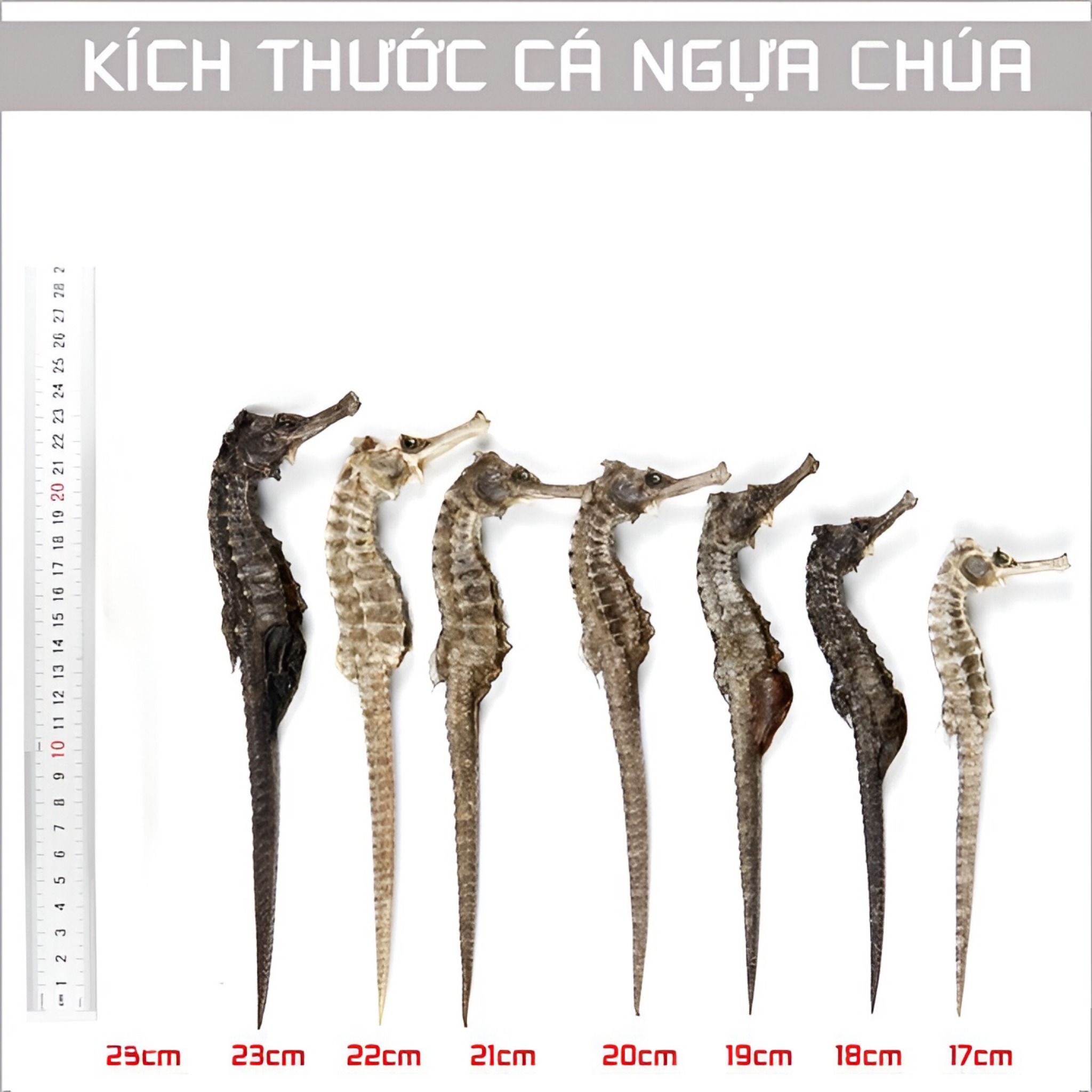  Cá Ngựa Khô Size 10cm 