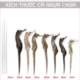  Cá Ngựa Khô Size 11cm 