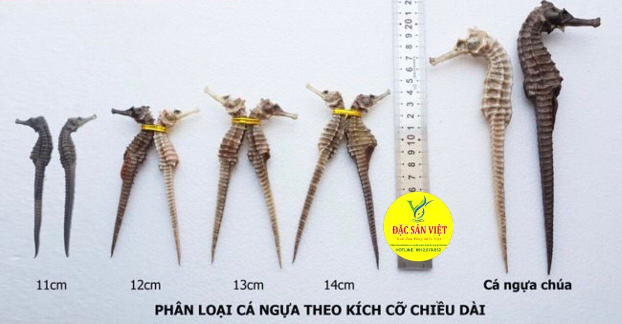  Cá Ngựa Khô Size 14cm 