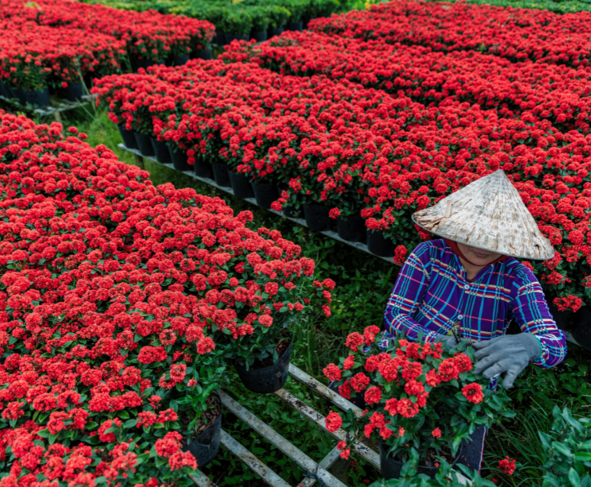 KHÁM PHÁ SẮC XUÂN SA ĐÉC 1 NGÀY