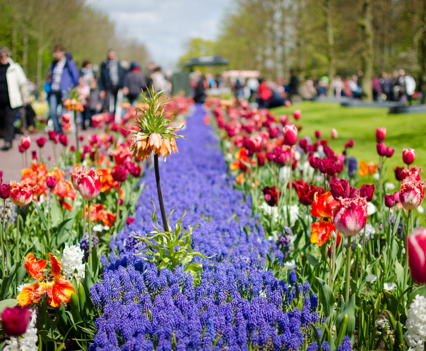 KEUKENHOF - PHÁP – THUỴ SỸ – ĐỨC – HÀ LAN – BỈ 10N9Đ