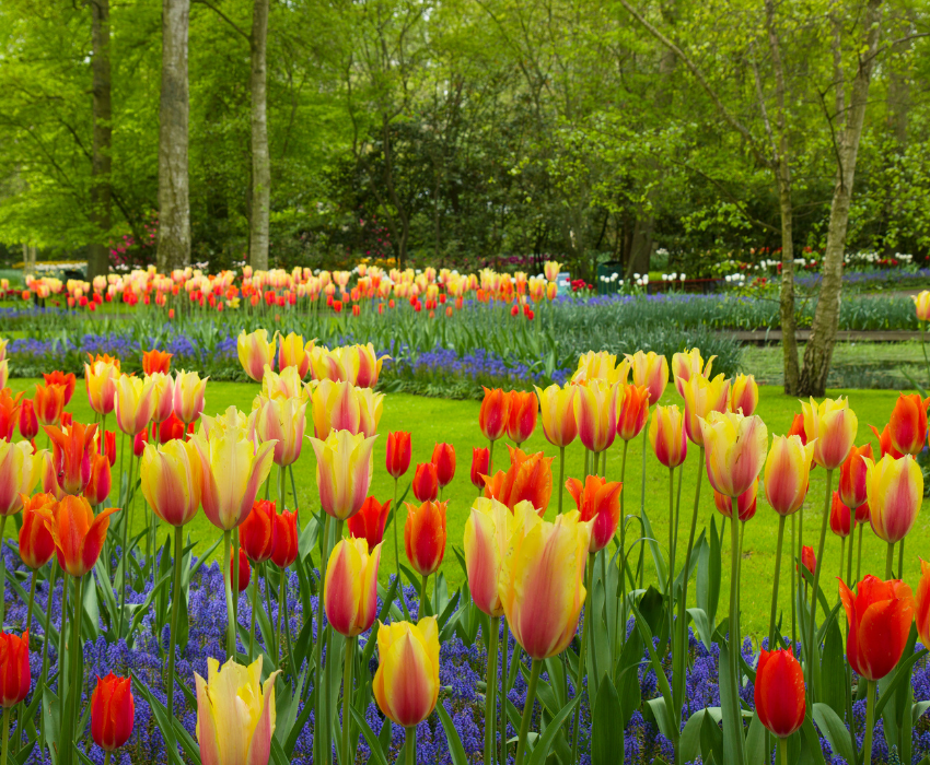 KEUKENHOF - PHÁP – THUỴ SỸ – ĐỨC – HÀ LAN – BỈ 10N9Đ