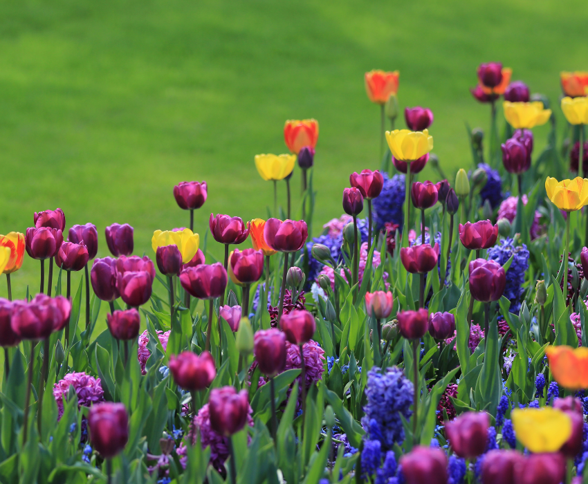 KEUKENHOF - PHÁP – THUỴ SỸ – ĐỨC – HÀ LAN – BỈ 10N9Đ