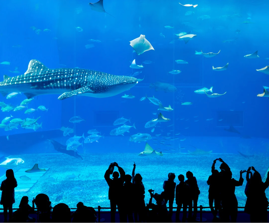 SEOUL - NAMI - AQURIUM 4N4Đ - BAY T'WAY