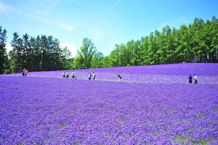 HOKKAIDO – NOBORBETSU – OTARO - SAPPORO – 5N4D