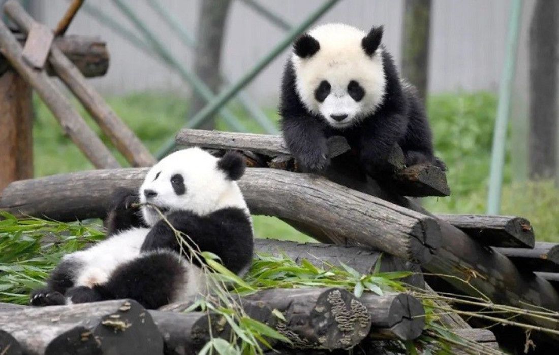 TRUNG QUỐC 7N7Đ: TRÙNG KHÁNH – ĐÔ GIANG YỂN - CỬU TRẠI CÂU – THÀNH ĐÔ