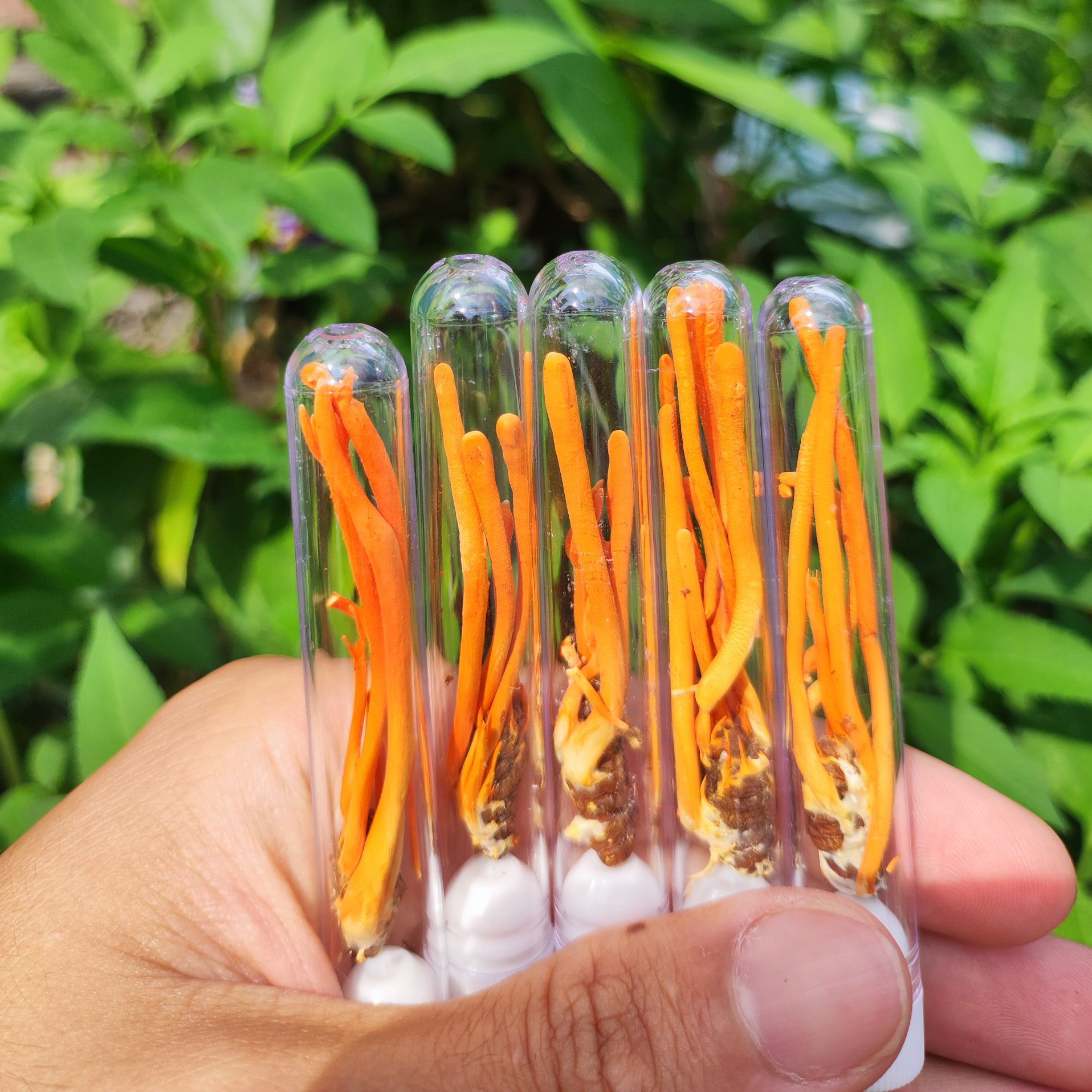 Nấm đông trùng hạ thảo khô sấy thăng hoa - Nhộng Ký Chủ - Nuôi trồng Organic tại Cao nguyên Đà Lạt