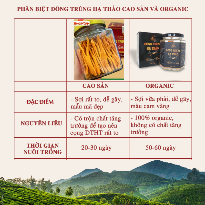 Nấm đông trùng hạ thảo khô sấy thăng hoa (Loại 10gr) - Nuôi trồng Organic trên Cao nguyên Đà Lạt