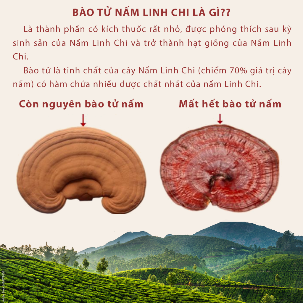 Nấm linh chi đỏ Đà Lạt còn nguyên bào tử nấm, Dalat cordyceps, Nấm nhỏ